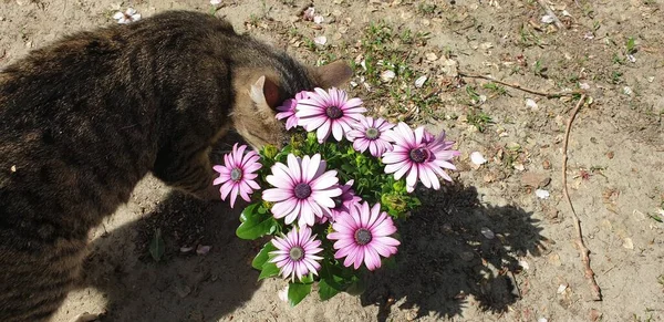 Katze Schnuppert Die Genussblumen Des Beginnenden Sommers — Stockfoto