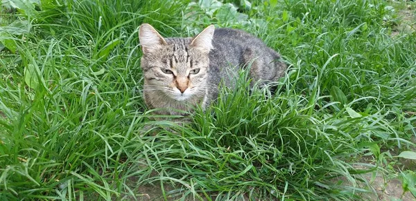 一只猫在草丛中 第一只在夏天在草丛中散步 一只猫在猎食 — 图库照片