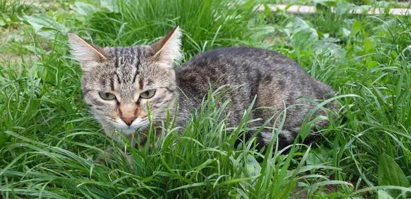 Katt Gräset Första Promenaderna Sommaren Gräset Katt Jakt — Stockfoto