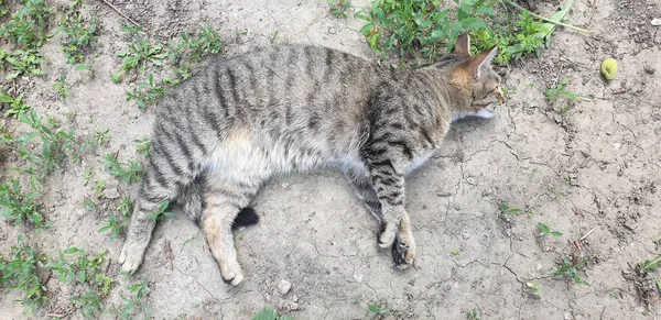 Çizgili kedi yerde
