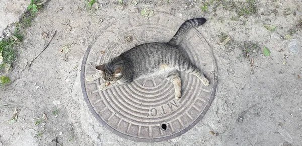 지상에 줄무늬 고양이 — 스톡 사진