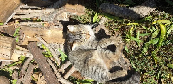 Verano Gato Descansa Sobre Hierba Junto Leña — Foto de Stock
