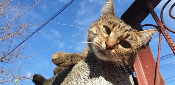 장난기있는 줄무늬 고양이 울타리를 다닌다 — 스톡 사진