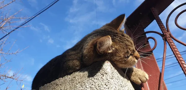 Gato Rayas Juguetón Camina Largo Valla —  Fotos de Stock