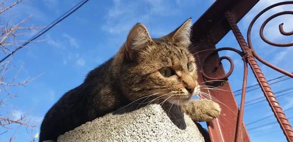 Giocoso Gatto Strisce Cammina Lungo Recinzione — Foto Stock