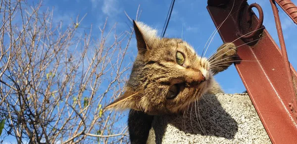 Παιχνιδιάρικη Ριγέ Γάτα Περπατά Κατά Μήκος Του Φράχτη — Φωτογραφία Αρχείου