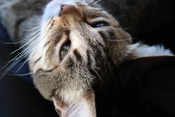 Tabby Kot Zbliżenie Słońcu Przez Okno — Zdjęcie stockowe