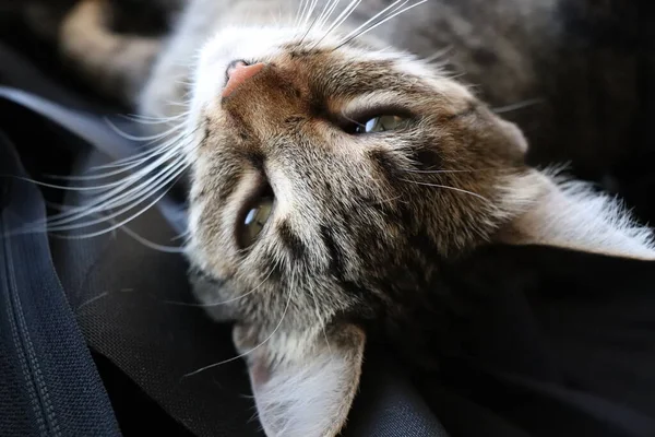 Tabby Kot Zbliżenie Słońcu Przez Okno — Zdjęcie stockowe