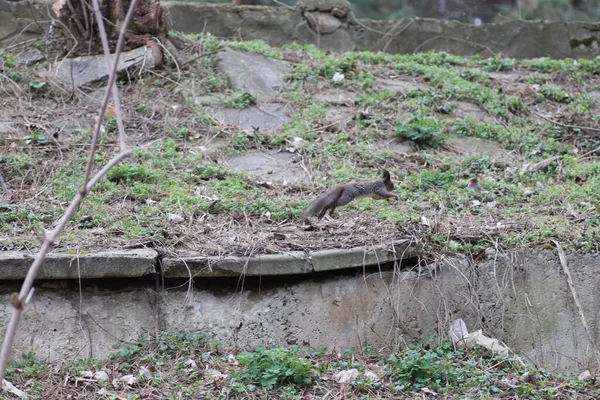 봄붉은 다람쥐 — 스톡 사진
