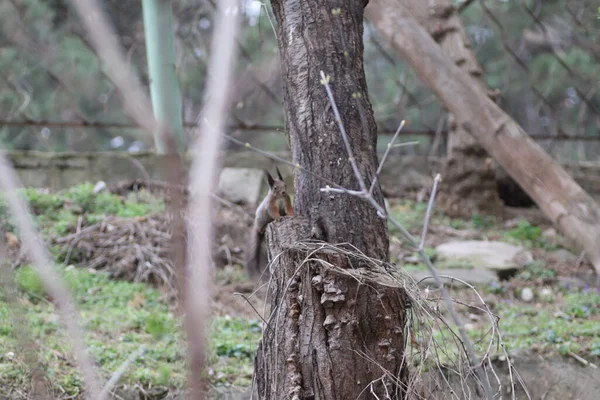 Frühling Rotes Eichhörnchen Auf Einem Baum — Stockfoto