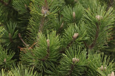 Büyük tüylü mavi ladin berrak gökyüzüne karşı