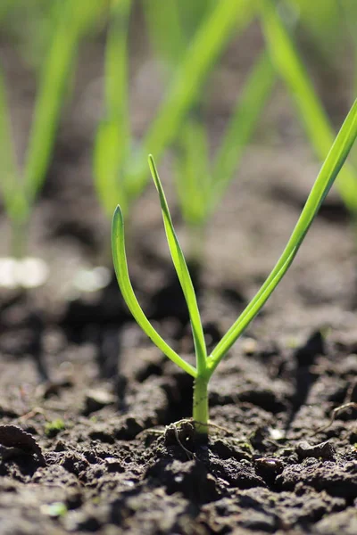 Unga Gröna Groddar Våren Groddar Från Marken Solig Dag — Stockfoto