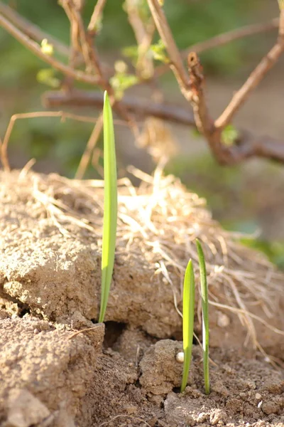 young green sprouts in spring, sprouts from the ground on a sunny day