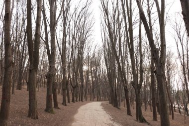 Mavi gökyüzüne karşı kışın çıplak ağaçlar