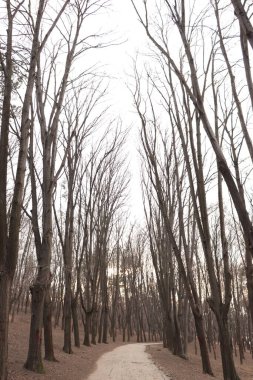 Mavi gökyüzüne karşı kışın çıplak ağaçlar