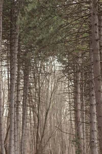 Hohe Grüne Kiefern Viele Bäume Park Bäume Entlang Der Wege — Stockfoto