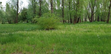 Mavi gökyüzünün altındaki yeşil bir çayırda yeşil çalılar ve ağaçlar