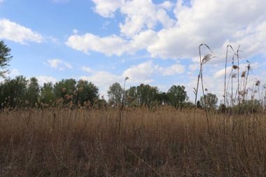 Bulutlu gün gökyüzüne karşı sazlıklar
