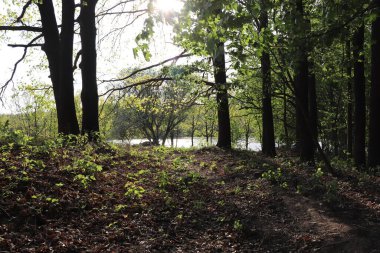 Güneşli bir yaz günü, gölün yakınındaki yeşil bir ormanda, güneş ışınlarının yansıması
