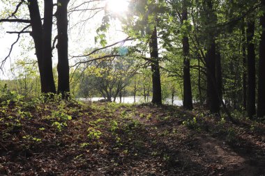 Güneşli bir yaz günü, gölün yakınındaki yeşil bir ormanda, güneş ışınlarının yansıması