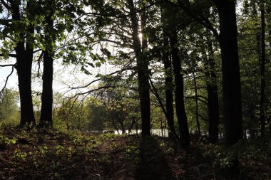 Güneşli bir yaz günü, gölün yakınındaki yeşil bir ormanda, güneş ışınlarının yansıması