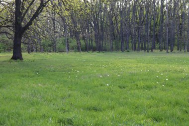 Ormandaki yeşil çayır güneşli bir yaz gününde beyaz karahindiba ile kaplıdır.