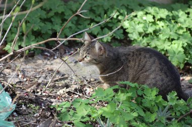 Vahşi ve evcil çizgili kedi yürüyüşe çıktı.