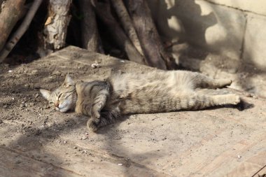 Güneşli bir günde poz veren çizgili bir evcil kedinin portresi.