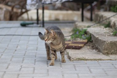 Vahşi ve evcil çizgili kedi yürüyüşe çıktı.
