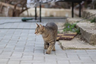Vahşi ve evcil çizgili kedi yürüyüşe çıktı.