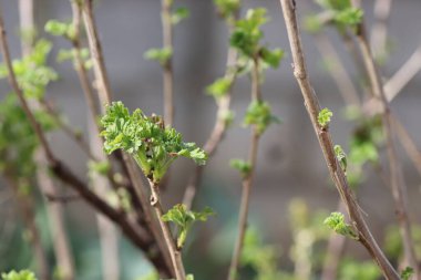 güzel yeşil yapraklar ve dallar, yazın başlangıcı, ilk bitkiler