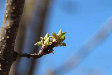 güzel yeşil yapraklar ve dallar, yazın başlangıcı, ilk bitkiler