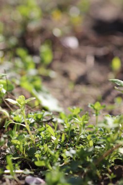 Baharda taze yeşil filizler, güneşli bir günde topraktan filizlenir.