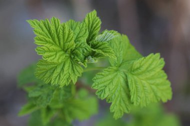 güzel yeşil yapraklar ve dallar, yazın başlangıcı, ilk bitkiler