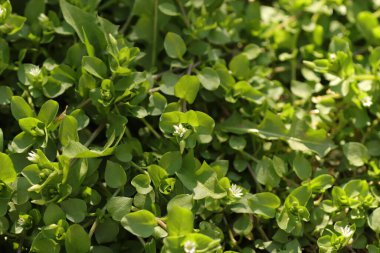 Genç yeşil yapraklar, yaprakların arka planı