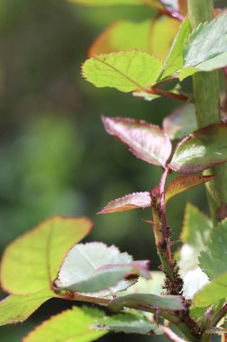güzel yeşil yapraklar ve dallar, yazın başlangıcı, ilk bitkiler