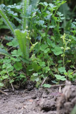 Genç yeşil yapraklar, yaprakların arka planı