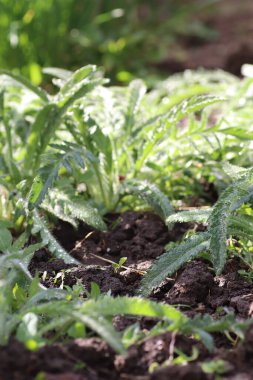 Genç yeşil yapraklar, yaprakların arka planı