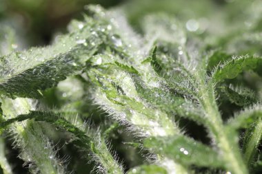 Yağmurda güneşli bir günde yeşil bitki, çimenlerin ve çiçeklerin yakınındaki ıslak yapraklar, taze yapraklar, sulama bitkileri.