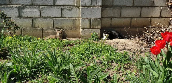 Gatos Descansan Contra Pared Macizo Flores Bajo Sol Por Hierba — Foto de Stock