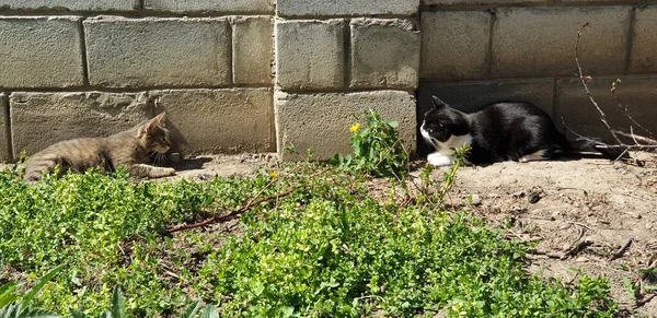 Katzen Ruhen Der Wand Blumenbeet Unter Der Sonne Grünen Gras — Stockfoto