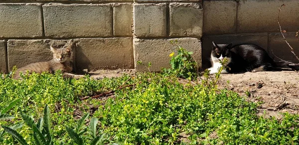 Gatos Descansan Contra Pared Macizo Flores Bajo Sol Por Hierba — Foto de Stock