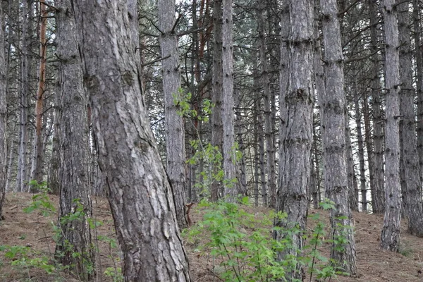 Orman yeşili ve gökkuşağı