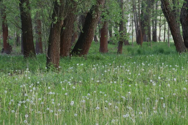 Зеленый Луг Лесу Усыпан Белыми Одуванчиками Солнечный Летний День — стоковое фото