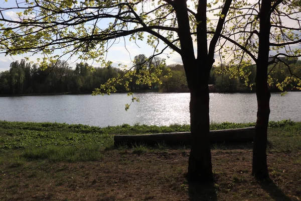 Dia Verão Ensolarado Uma Floresta Verde Perto Lago Reflexo Dos — Fotografia de Stock