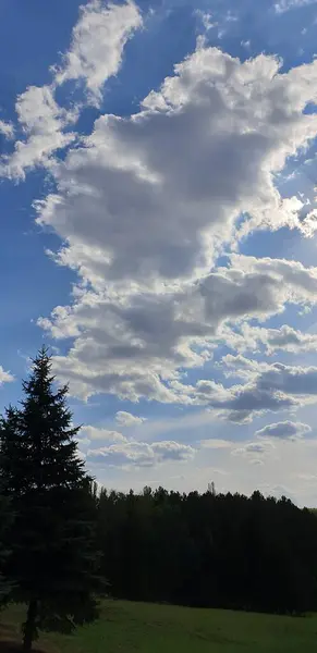 森の上の晴れた日に白いふわふわの雲と美しい青い空 — ストック写真