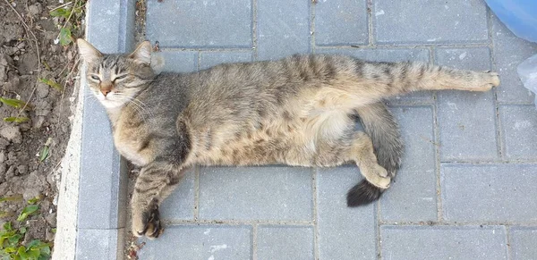 Portrait Striped Domestic Cat Posing Sunny Day Outdoors — Stock Photo, Image