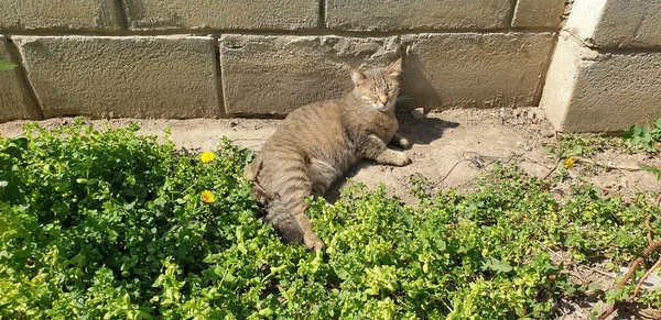 花壇のタビー猫はポットをチェックします晴れた日のタビー猫は花壇の0 — ストック写真