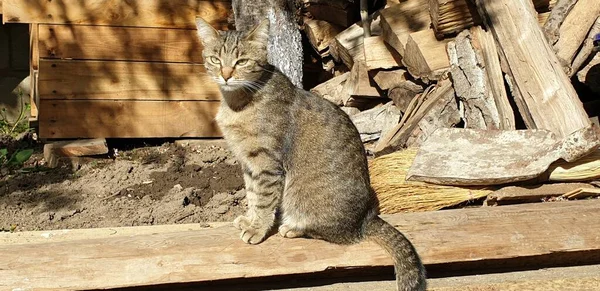 Gato Tabby Doméstico Log Retrato Belo Gato Tabby — Fotografia de Stock