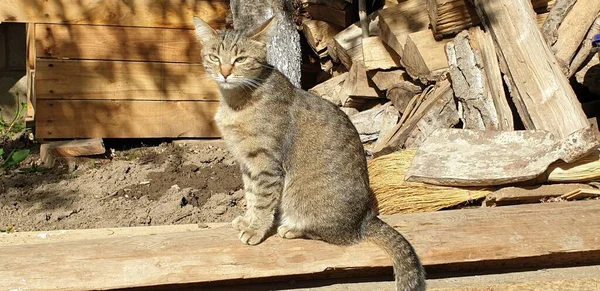 Домашній Таббі Кіт Колоді Портрет Красивого Таббі Кішки — стокове фото